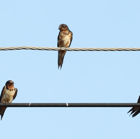 Using Messenger Wire with Linear Heat Detection