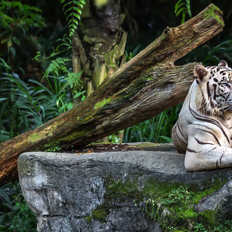 Linear Heat Detection for Animal Housing Facilities